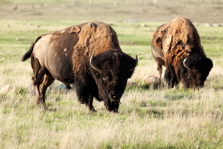 Buy Bison Meat - Noble Premium Bison