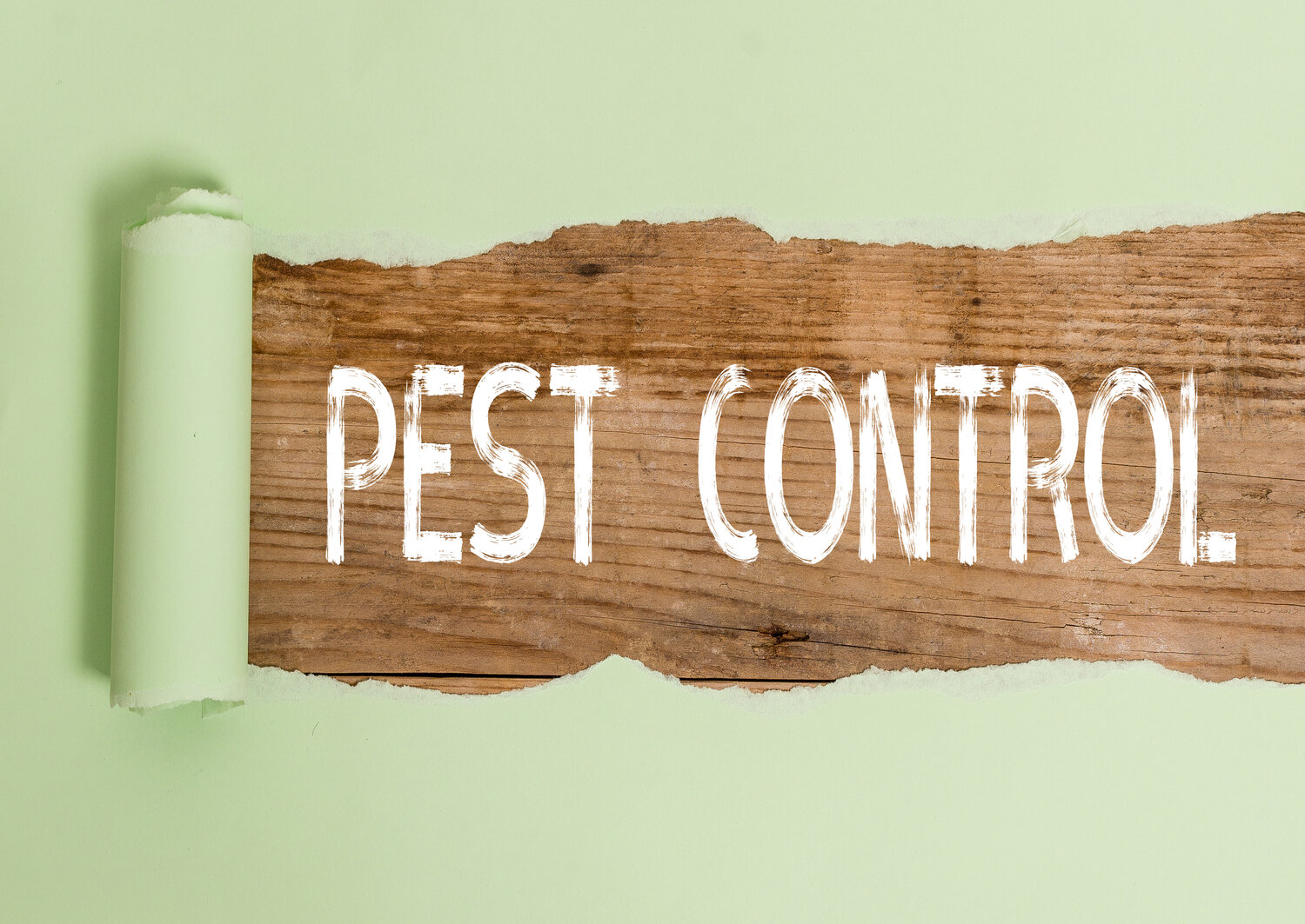 What Are The Top Tips To Follow While Choosing A Pest Control Company?